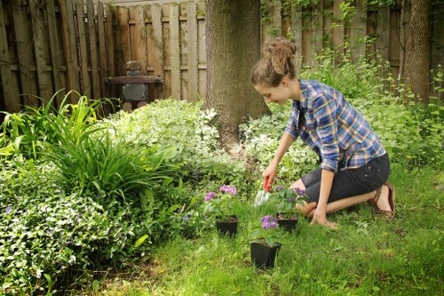 Clean hedge lines improving a Whitton property garden
