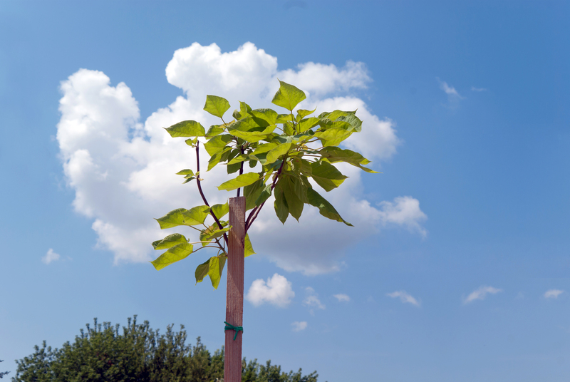 garden trees