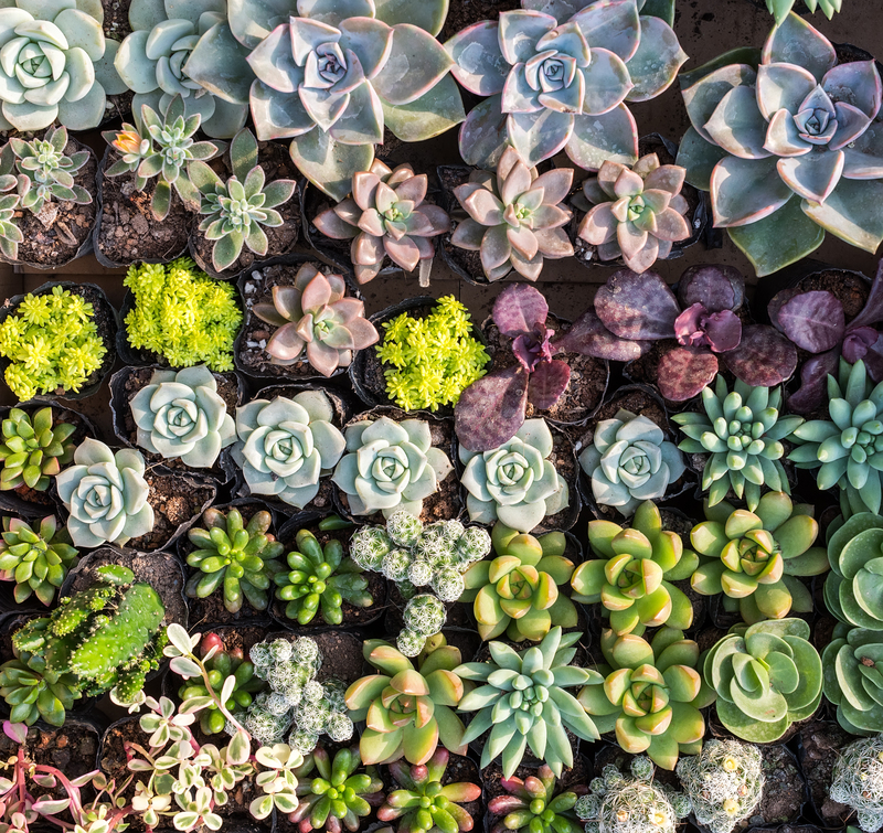 Hedges hedges  / vital hedges